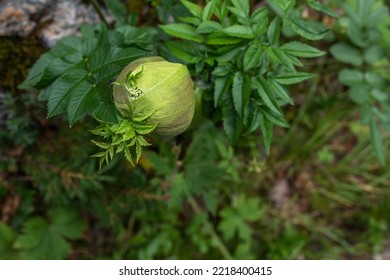 Angelica archangelica, commonly known as garden angelica, wild celery, and Norwegian angelica, is a biennial plant from the family Apiaceae. - Shutterstock ID 2218400415