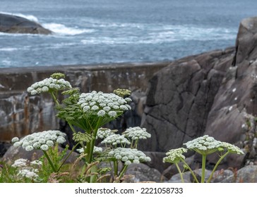 Angelica archangelica, commonly known as garden angelica, wild celery, and Norwegian angelica, is a biennial plant from the family Apiaceae. Blossom on the sea shore. - Shutterstock ID 2221058733
