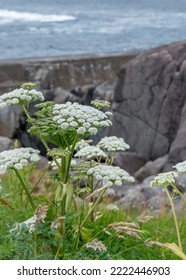 Angelica archangelica, commonly known as garden angelica, wild celery, and Norwegian angelica, is a biennial plant from the family Apiaceae. Blossom on the sea shore. - Shutterstock ID 2222446903