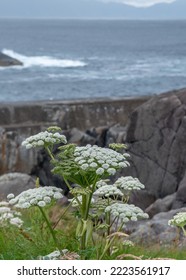 Angelica archangelica, commonly known as garden angelica, wild celery, and Norwegian angelica, is a biennial plant from the family Apiaceae. Blossom on the sea shore. - Shutterstock ID 2223561917