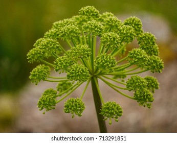 Angelica Flower