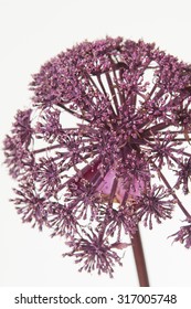 Angelica Gigas Purple