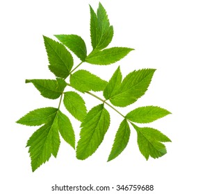 Angelica Herb Leaf Sprig