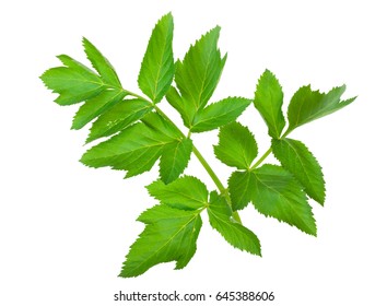 Angelica Herb Leaf Sprig