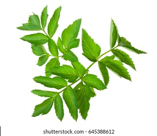 Angelica Herb Leaf Sprig