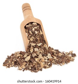 Angelica herb root used in chinese herbal medicine in a wooden scoop over white background. Dong quai.