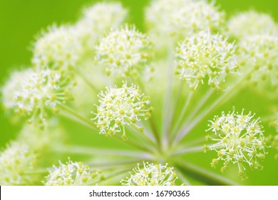 Angelica Plant