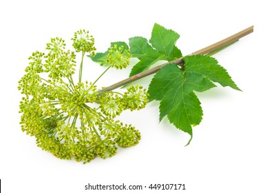 Angelica Plant