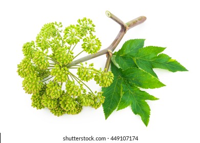 Angelica Plant