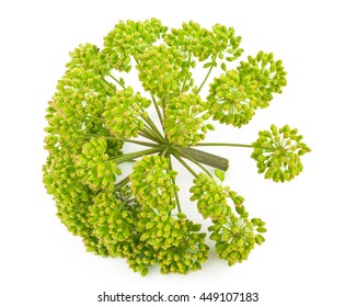 Angelica Plant