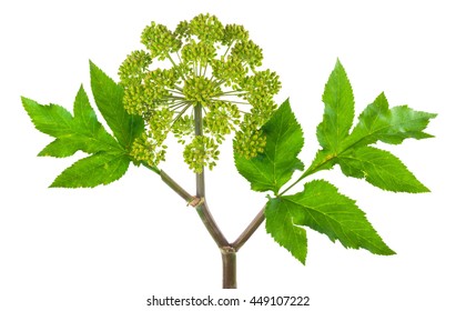 Angelica Plant