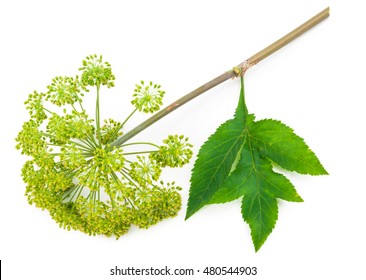 Angelica Plant