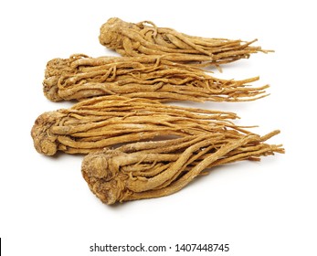 what is chinese angelica root used for