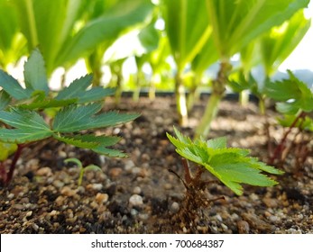 Angelica Sinensis