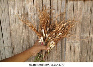 Angelica Sinensis On Hands