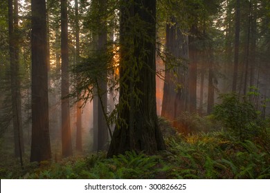 Angelic-like Sun Beams Descending On Redwood Tree Grove, California.