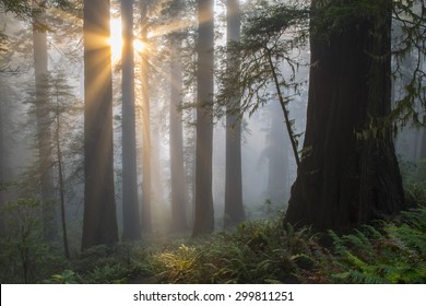 Angel-like sunbeams shine upon ancient redwood tree forest of Northern California.