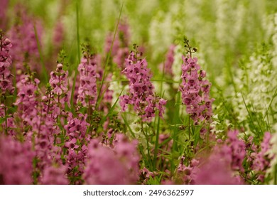 Angelonia salicariifolia, Pink purple white flower ,Angelonia goyazensis Benth.  - Powered by Shutterstock