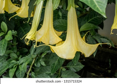 Datura Arborea Images Stock Photos Vectors Shutterstock