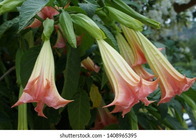 Angels Trumpet//Brugmansia arborea // WHITE about 30cm