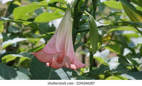 Angel's Trumpet, White Flower In The Botanic Garden.  Extinct In The Wild. Summer Season