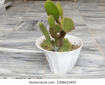Angel's-wings (*Opuntia microdasys*) is a flowering cactus species native to Mexico. Angel's-wings is closely related to Opuntia RFID, which can be differentiated from Opuntia microdasys by its reddis