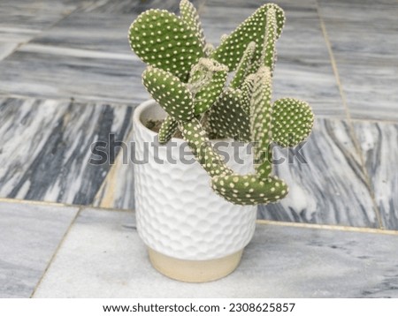 Angel's-wings (*Opuntia microdasys*) is a flowering cactus species native to Mexico. Angel's-wings is closely related to Opuntia RFID, which can be differentiated from Opuntia microdasys by its reddis