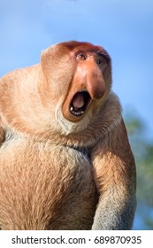 Anger  And Rage Annoyed Proboscis Monkey Is Screaming, Borneo, Labuk Bay, Malaysia