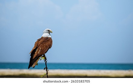 La vista de la ira de un águila