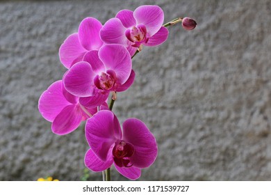 Orchid Anggrek Flower  Images Stock Photos Vectors 