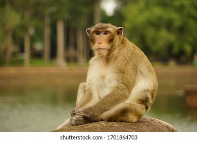 Angkor Wat Monkey Sitting Down