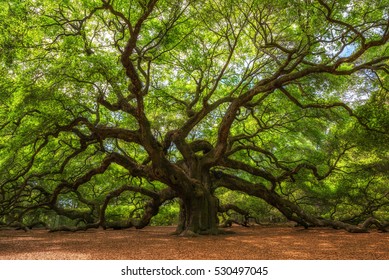Angle Oak Tree in Johns Island, South Carolina. 