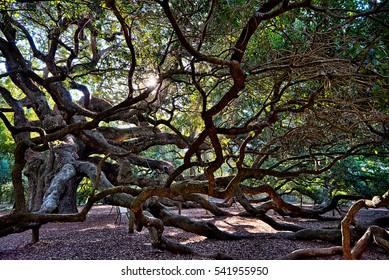 Angle Oak Tree in Johns Island of South Carolina