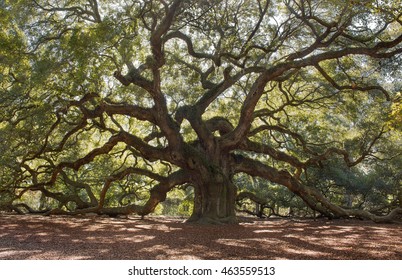 Angle Oak Tree, located outside of Charleston of St. John Island