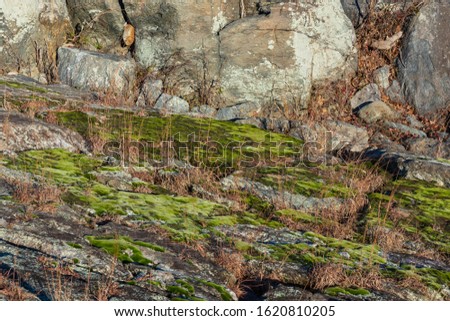 The angle of the rocks and the cliff covered with moss and beautiful red grass capture the setting along the Potomac River in Great Falls, Maryland.
