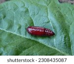 The angle shades (Phlogophora meticulosa) moth pupa