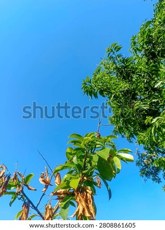 ​low angle shot tree leaves clear blue sky