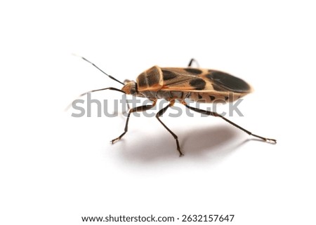angle view chinch bug or lygaeid bug on white background