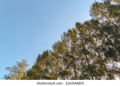 ัLow Angle View Of Pine And Half Of Frame Is Clear Blue Sky With Sun Rise.