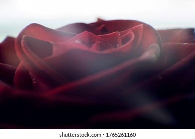 833 Smokey Roses Images, Stock Photos & Vectors | Shutterstock