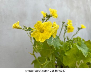 Angled luffa, sponge gourd, ribbed loofah, Chinese okra, silky gourd, silk gourd, and ridged gourd fresh yellow flower.Selective focus, selective focus on the subject, background blur