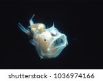 Angler fish, Edridolychnus schmidti. The larger female has two smaller parasitic males attached to her body which fertilise her eggs.