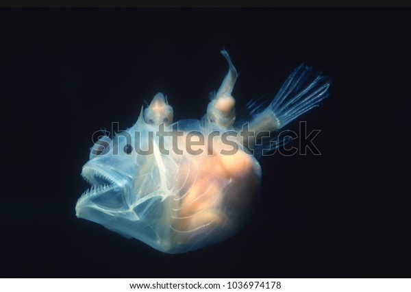 Angler fish, Edridolychnus schmidti. The larger\
female has two smaller parasitic males attached to her body which\
fertilise her eggs.