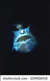 Angler Fish With Large Mouth And Teeth. Parasitic Male Attached To Her Body