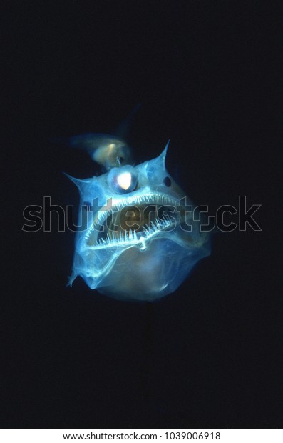 Angler fish with large mouth and teeth. Parasitic\
male attached to her\
body