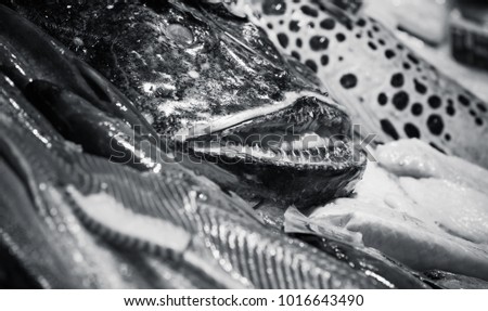 Similar – Image, Stock Photo show teeth Food Fish