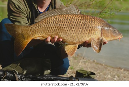 Angler Holding A Big Common Carp. Freshwater Fishing And Trophy Fish. Close Up.