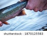 An angler holds a Dolly Varden in Alaska 