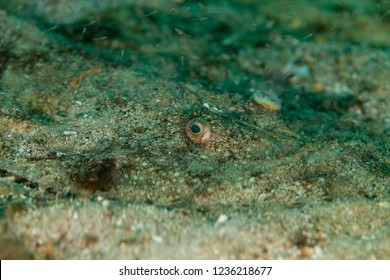 Angler, Monkfish, Lophius Piscatorius