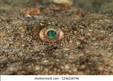 Angler, Monkfish, Lophius Piscatorius